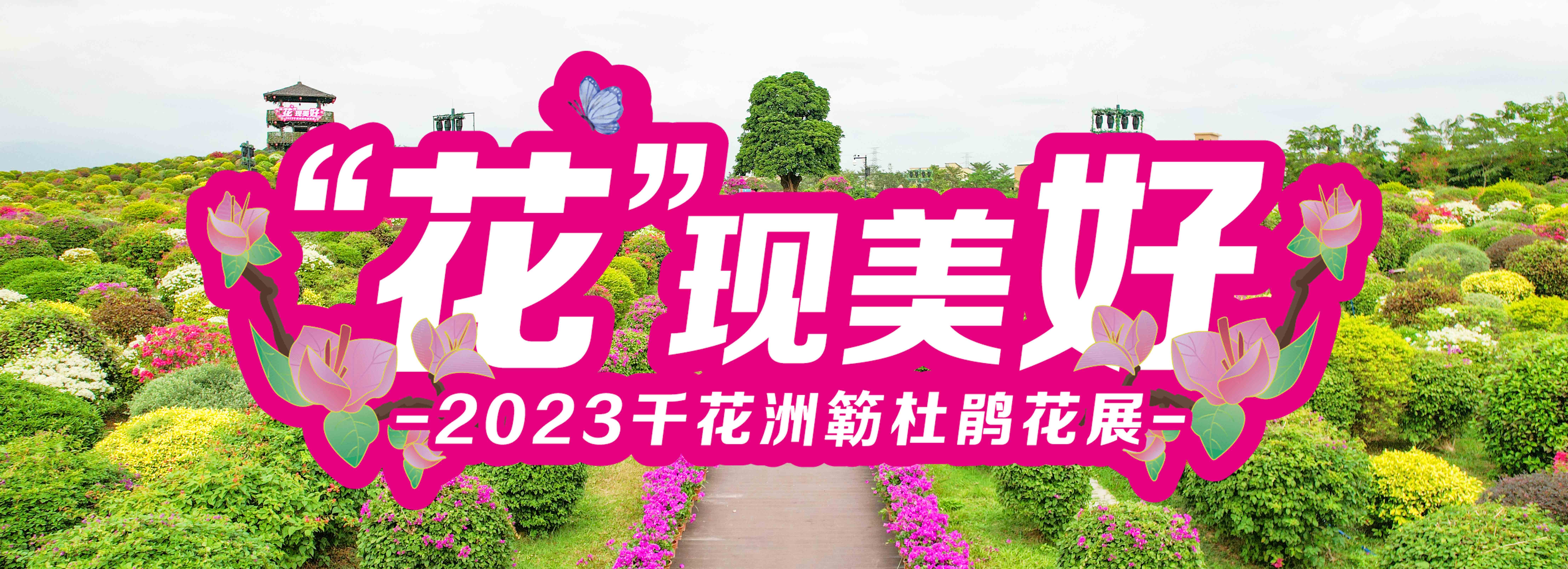 门票特价19.9元起！惠州千花洲首届簕杜鹃花展来了，邀您打卡十万方醉美花海！