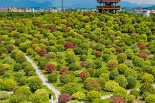 浪漫花境